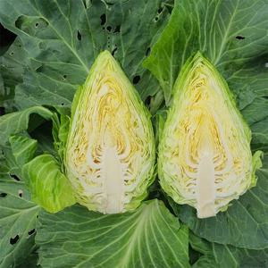 제주 꼬깔 양배추 5kg / 8kg 선택