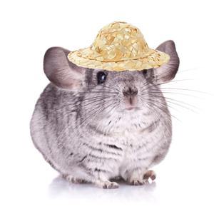 2Pcs 천연 섬유 땋은 밀짚 모자 손으로 만들어진 미니 솜브레로 애완 동물 모자 세트 난쟁이 토끼 햄스터 작은 동물 의상