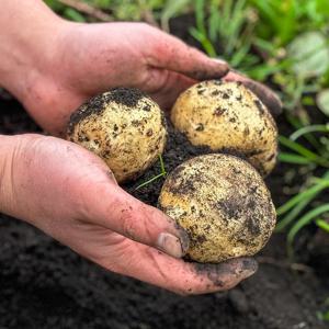 국내산 제철 햇감자 수미감자 설봉감자 홍감자