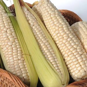 전남 미백찰옥수수 (14cm이상) 10개