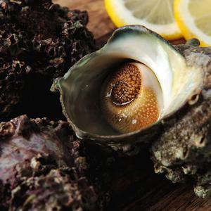 [해녀 채취] 완도 자연산 전복고동 뿔소라 1kg (10미 내외)