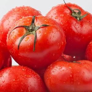 완숙찰토마토 대과(1-2번과) 10kg 탱탱하고 잘익은 본연의 풍부하고 건강한 맛!