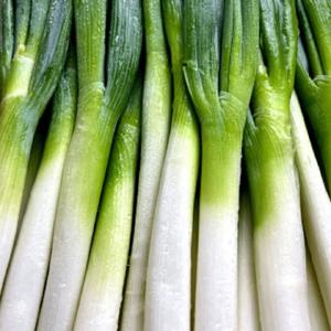 수입대파 5kg 10kg 대용량 업소용