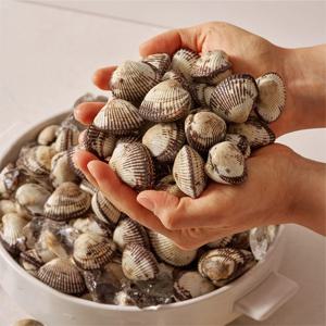 꼬막의 고장, 바다름 품은 싱싱함! 쫄깃함이 일품인 벌교 새꼬막 1kg 골라담기