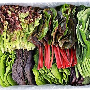 (GAP 인증) 친환경 유기농 모듬 쌈채소 600g