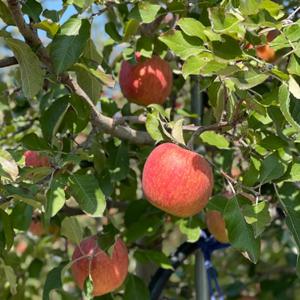 농부를 찾아서 고당도 부사 사과 실속 대과(2kg~5kg)