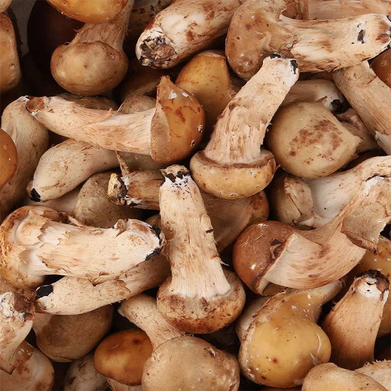 깊은 향과 쫄깃한 식감! 전남 곡성 무농약 참송이버섯 실속형300g