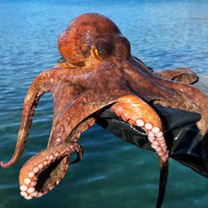 아주부 통영 산지직송 활문어 생문어 돌문어 1kg (1-3미)