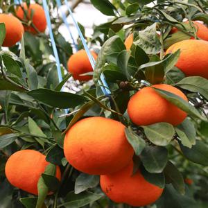 가정용레드향 2.5kg(소과)