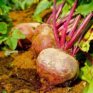 국내산 레드비트 (특상품) 1kg 달콤 아삭 육질 단단