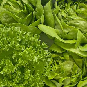 [GAP인증]유러피안 샐러드1kg 3종 랜덤 출고 부드러운 식감 온가족 건강한 한끼! 식이섬유 풍부!