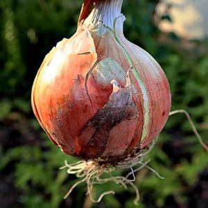 국내산 아삭한 햇 양파 산지직송 2kg 3kg 5kg