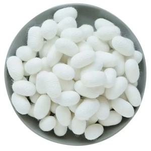 천연 건조 실크 누에고치 100개