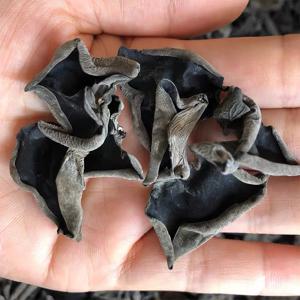 무농약 건목이버섯 L2cm이상 마라탕 마라샹궈 짬뽕 잡채볶음 무침