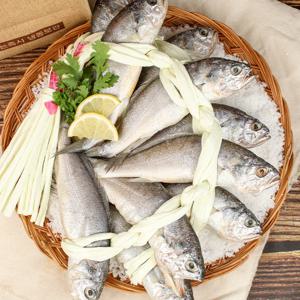 제일 맛난 21cm내외 프리미엄 참조기 영광굴비 10미 선물세트