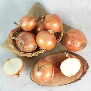[더조은] 전남무안 싱싱 햇 양파 대 10kg