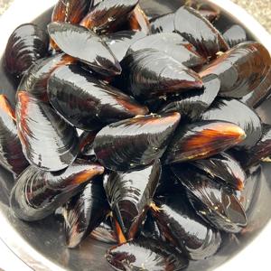 당일채취 남해안 세척 홍합 3kg 5kg 10kg 15kg