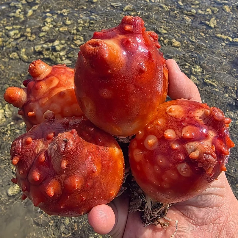 국내산 통영 (가성비)활멍게 3kg~ 당일조업 산지직송 탱탱 신선 통멍게 바다의 깊은 맛과 풍미!