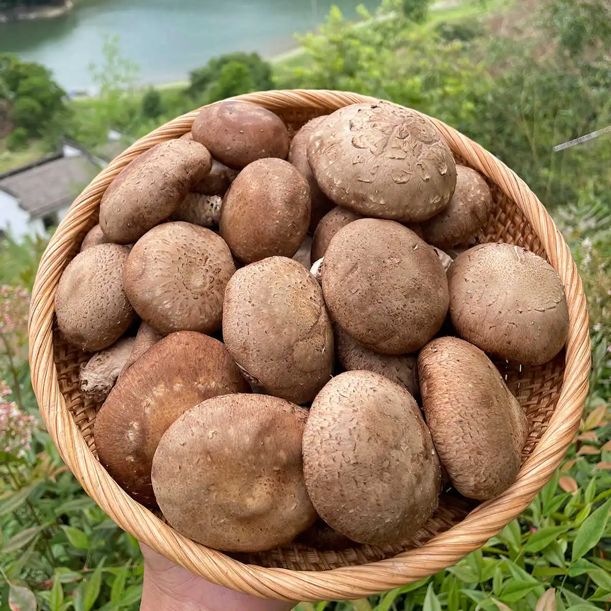 신선한 표고버섯 프리미엄 신선도