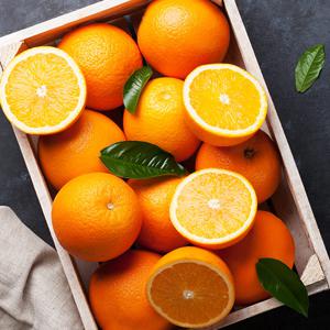 신세계 푸드 12브릭스 이상 블랙라벨 오렌지 7kg(34~44개입)