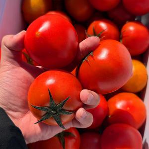 [자연의정] 국내산 산지직송 완숙 찰 토마토 특품 소과