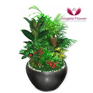 [엔젤스플라워] 작은정원 일반형 관엽식물 공기정화 전국 꽃배달서비스