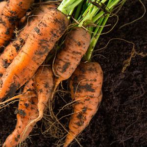 국내산 흙당근 2kg/3kg/5kg/10kg