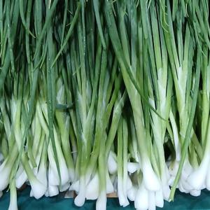 초록초록 팜 국내산 제철 당일 손질 깐쪽파 300g 500g 1kg