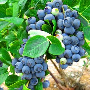 블루베리묘목 블루베리나무 4년생 / 블루베리키우기 블루베리묘목재배 블루베리나무키우기 블루베리재배 과실수묘목 과실나무