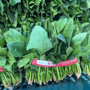 [팜보스]해풍 맞고 자란 보물초 시금치 겨울 노지 고당도 잎채소