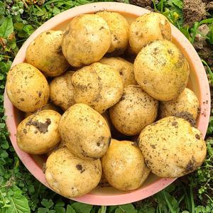 포슬포슬 25년 지금수확한 햇 수미감자 중 대 특사이즈 햇 감자