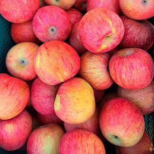 [자연의정] 경북 고당도 부사사과 가성비 흠집 소과 2kg (8-16과)