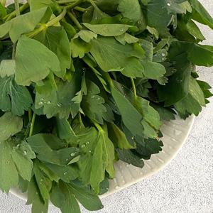 [더조은] 여수 금오도 신선한 방풍나물 5kg