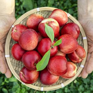 [마지막 중대과] 달콤한 산지직송 신비복숭아 중량 크기 선택