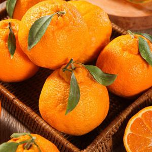 산지직송 제주 한라봉 1.5kg/2.5kg/4.5kg 외 설 명절 선물세트