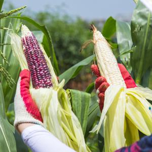 2025년 쫀득한 햇 흑찰옥수수 미백찰옥수수 특품(15cm 내외) 골라담기