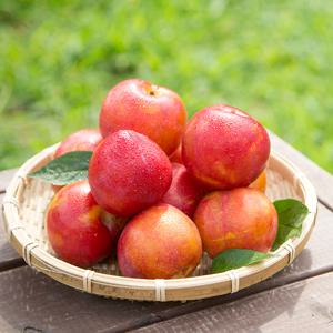 산지직송 새콤달콤 햇 자두 2kg 랜덤과 외