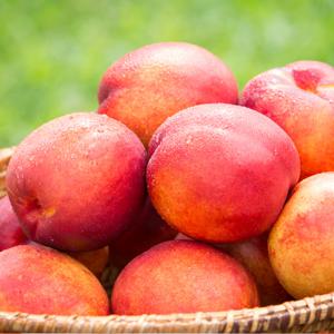 2025년 햇 천도복숭아 실중량 1kg 2kg 중대과 특대과