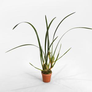 마이플랜트 막실라리아 소형 관엽식물 난 난초 분재 화초 희귀식물 실내공기정화