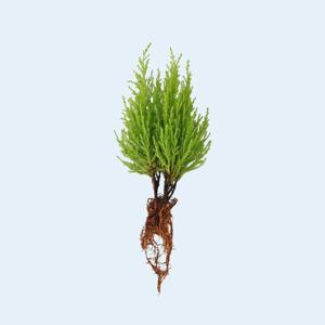 마이플랜트 율마 세척 모종 소형 수경재배식물 키우기쉬운 인테리어 공기정화식물