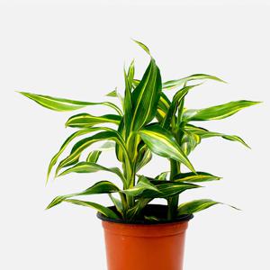 마이플랜트 산데리아나 빅토리아 소형 관엽식물 실내공기정화 인테리어 식물