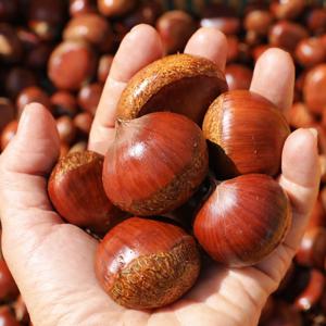 영양가득~ 고소하고 맛있는 국내산 밤 1kg