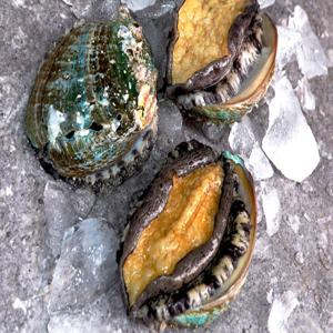 청정지역 완도 활 전복 1kg 11~12미 산지직송 선물 세트