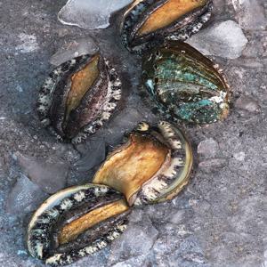 청정지역 완도 활 전복 1kg 13~14미 산지직송 선물 세트