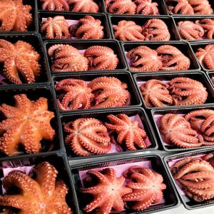 남해군 바다 해녀 언니네 자연산 자숙 문어 1kg (2-3미) 산지직송 숙회 제수용 돌문어 선물