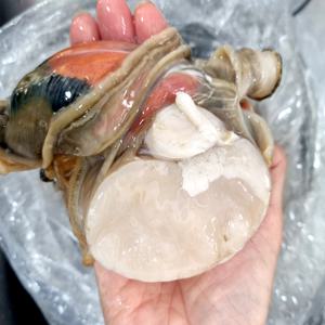 남해안 여수 명품 자연산 키조개 관자 특대 5개 10개 제철수산 버터구이