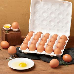 [육해공] 난각번호1번 무항생제 유정란 자연방사 HACCP인증 계란 20구