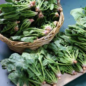 해풍맞은 햇 시금치 1단 5,900원 무료배송 外