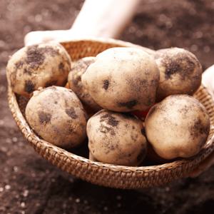 국내산 감자 2kg 5키로 10키로 쫀득쫀득