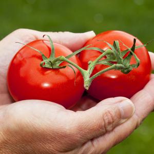 완숙 찰토마토 2kg 5kg